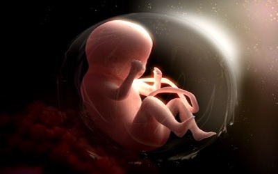 Human embryo